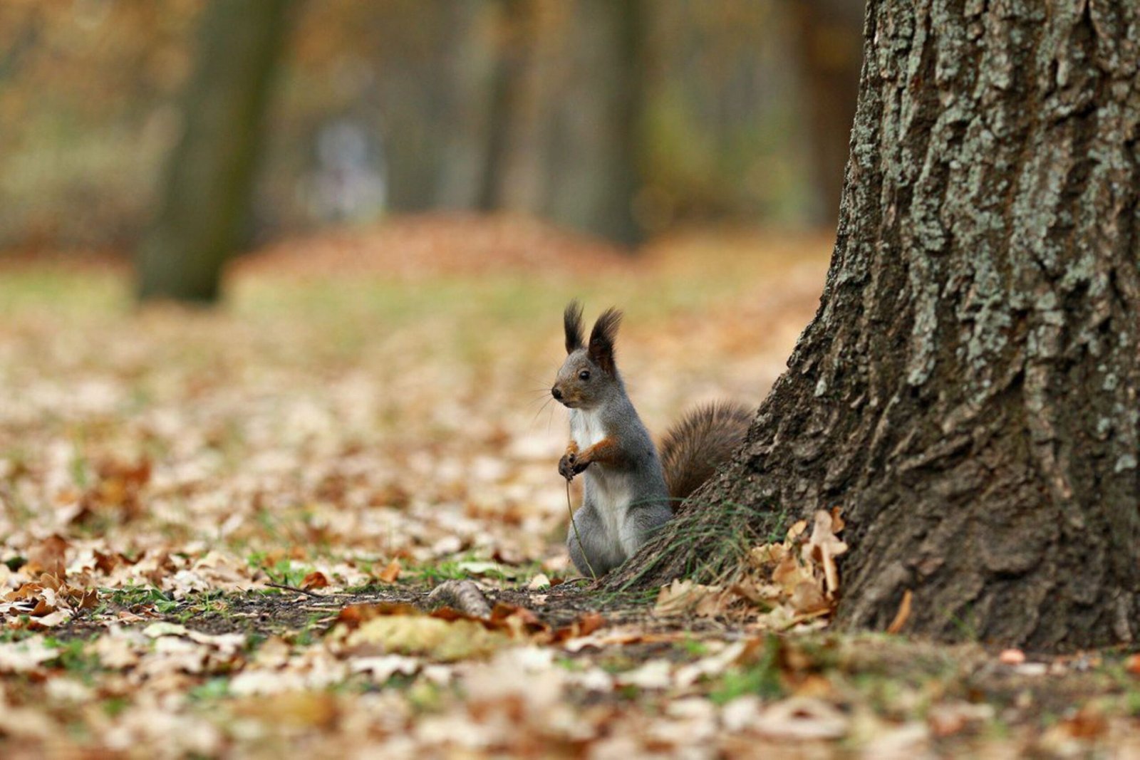 nature-in-fall-2023-11-27-05-32-43-utc-scaled.jpg